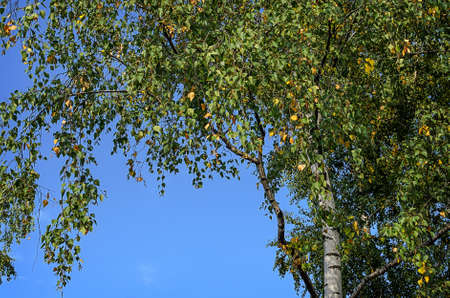 Birch trees with green and yellow leaves in autumn forest against the blue sky.の写真素材