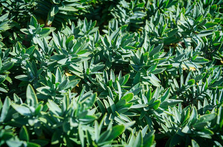 green leaf backgroundの写真素材