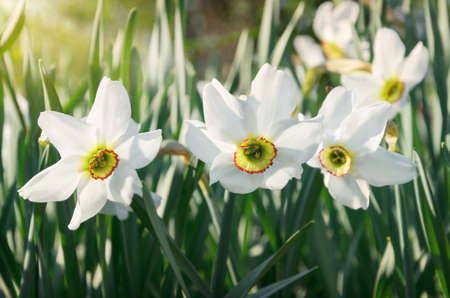 White narcissus growing in the garden.の写真素材