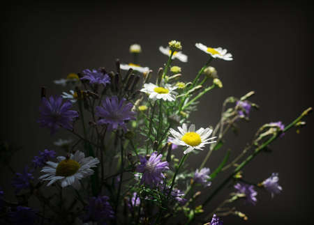 Bouquet of daisies and wildflowers on the dark background. Soft selective focus and shallow depth of fieldの写真素材