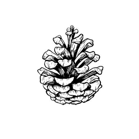 Hand drawn vector illustration of acornのイラスト素材