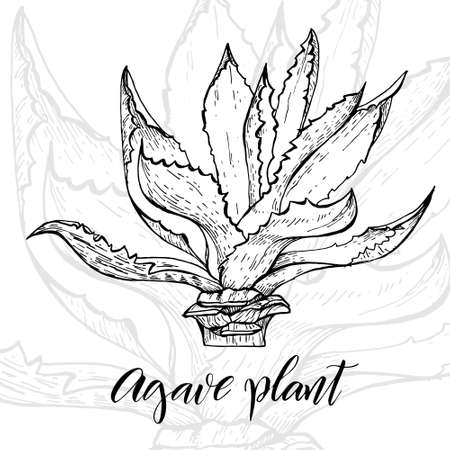 Hand drawn agave plant icon.のイラスト素材