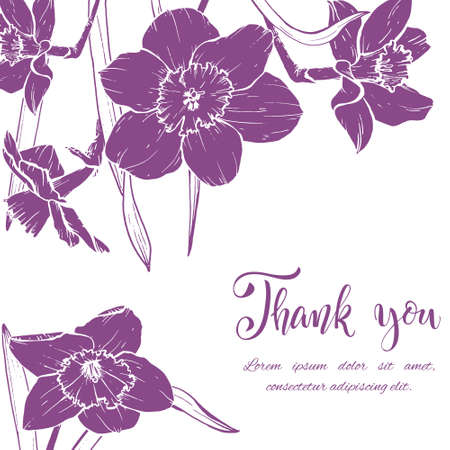 Sketch linear narcissus blossom isolated on plain background.のイラスト素材