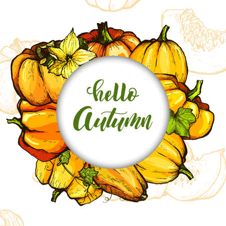 Colorful pumpkin sketch hand drawn illustration. Vegetable engraved style illustration. Detailed vegetarian food sketch. Farm market product.のイラスト素材