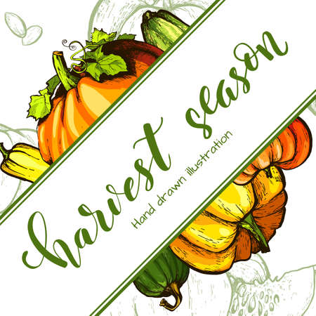 Colorful pumpkin sketch hand drawn illustration. Vegetable engraved style illustration. Detailed vegetarian food sketch. Farm market product.のイラスト素材