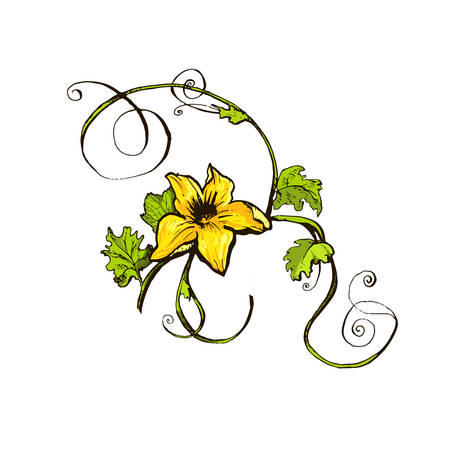 Colorful pumpkin flower sketch hand drawn illustration. Isolated hand drawn object. Vegetable engraved style illustration. Detailed vegetarian food sketch. Farm market product.のイラスト素材