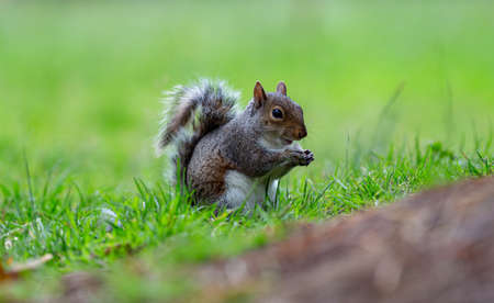 Cute squirrel sitting and eating in green grassの写真素材