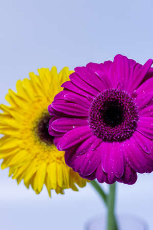 Abstract pink and yellow Gerbera daisy macro with water droplets on the petalsの写真素材