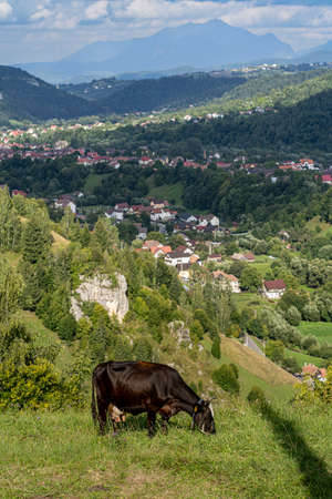 Brown cow eating grass. Mountains and village in the background.の写真素材