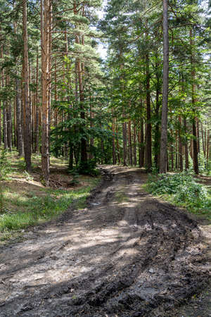 Old Country Road Through Summer Trees Woods Forest In Sunny Day. Summer Forest Landscapeの写真素材