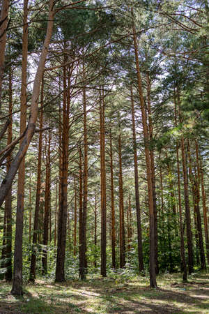 Old Country Road Through Summer Trees Woods Forest In Sunny Day. Summer Forest Landscapeの写真素材