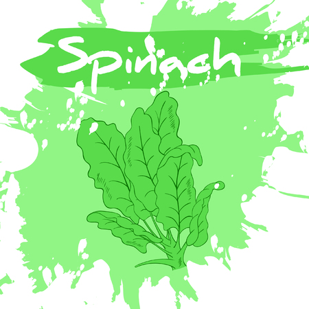 Vector hand drawing illustration of vegetable with label and artistic watercolor splash and brush marks. Spinach.のイラスト素材