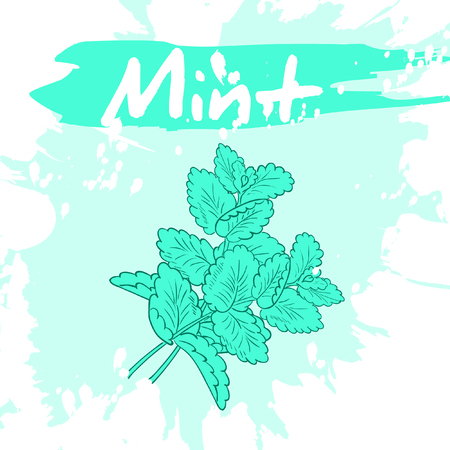 Vector hand drawing illustration of vegetable with label and artistic watercolor splash and brush marks. Mint.のイラスト素材