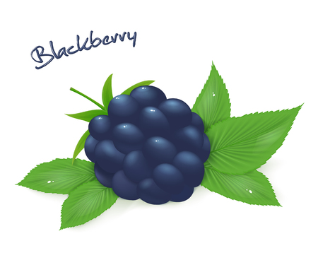 vector illustration of realistic isolated ripe blackberry with leaves.のイラスト素材