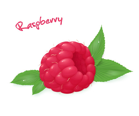 vector illustration of realistic isolated ripe raspberry with leaves.のイラスト素材