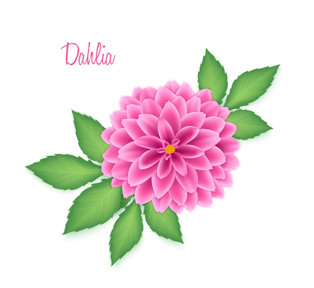 Vector isolated realistic dahlia flower with green leaves.のイラスト素材