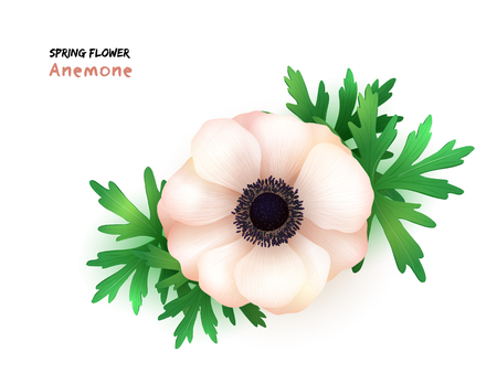 Vector illustration of isolated realistic blooming anemone flower with leaves.のイラスト素材