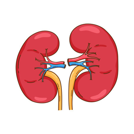 Hand Drawn Human Kidneys Illustrationのイラスト素材