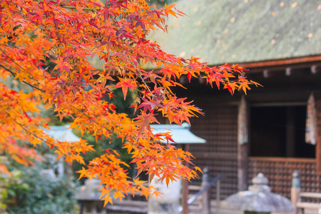 Autumn Templeの写真素材