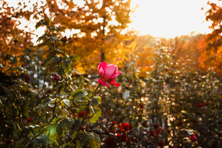 Rose garden rose garden setting sun shinesの写真素材