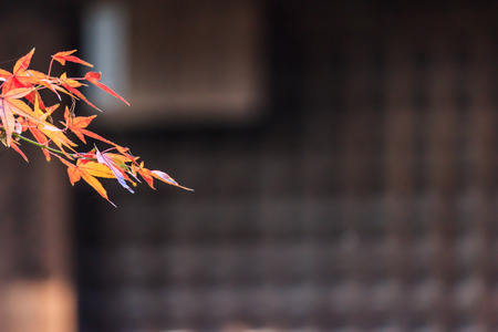 Taste of autumn in Japan Houseの写真素材