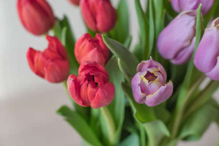 Red and purple tulips on a table in a glass vase on a sunny day close up, a gift from a loved oneの写真素材