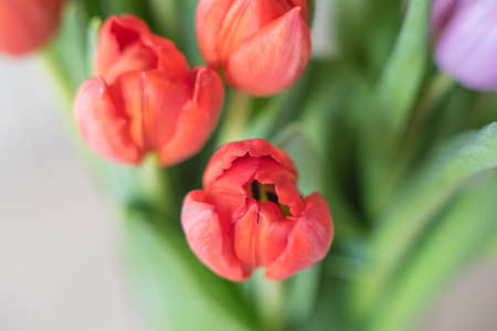 Lilac tulips on a table in a glass vase on a sunny day, a gift from a loved oneの写真素材