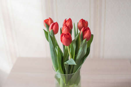 Lilac tulips on a table in a glass vase on a sunny day, a gift from a loved oneの写真素材