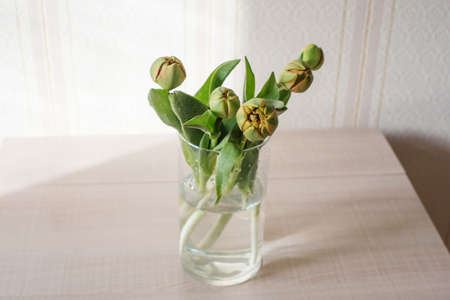 Lilac tulips on a table in a glass vase on a sunny day, a gift from a loved oneの写真素材