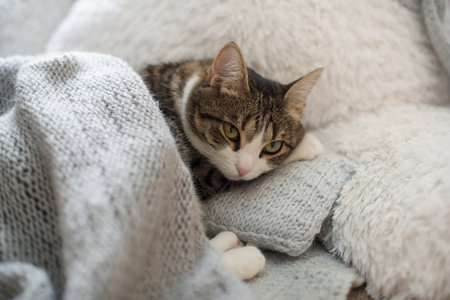 Lilac and beige knitted blankets handmade in the home interior and a catの写真素材