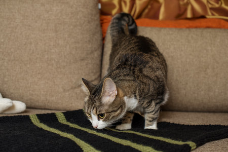 Lilac and beige knitted blankets handmade in the home interior and a catの写真素材