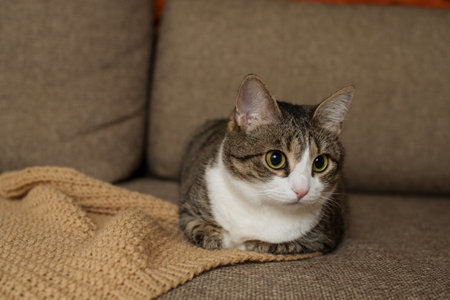 Lilac and beige knitted blankets handmade in the home interior and a catの写真素材