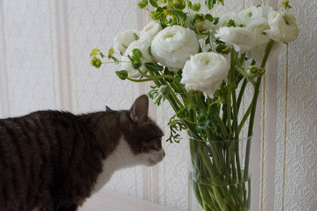 Lilac and beige knitted blankets handmade in the home interior and a catの写真素材