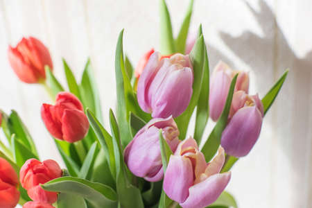 Buds of tulips on a table in a glass vase on a sunny day close up, anniversary giftの写真素材