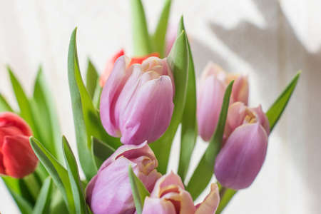 Buds of tulips on a table in a glass vase on a sunny day close up, anniversary giftの写真素材