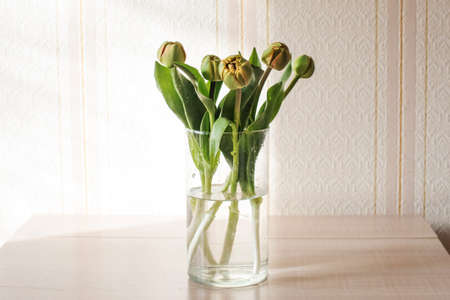 Lilac tulips on a table in a glass vase on a sunny day, a gift from a loved oneの写真素材