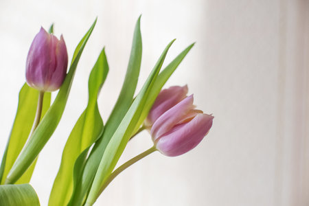 Lilac tulips on a table in a glass vase on a sunny day, a gift from a loved oneの写真素材