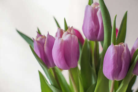 Lilac tulips on a table in a glass vase on a sunny day, a gift from a loved oneの写真素材