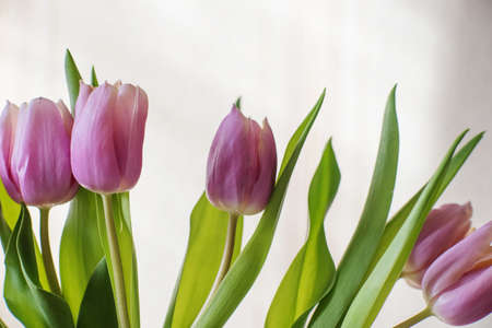 Lilac tulips on a table in a glass vase on a sunny day, a gift from a loved oneの写真素材