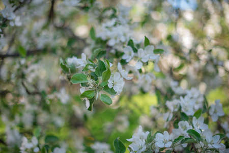 Bush of lilac blossoms against the clear skyの写真素材