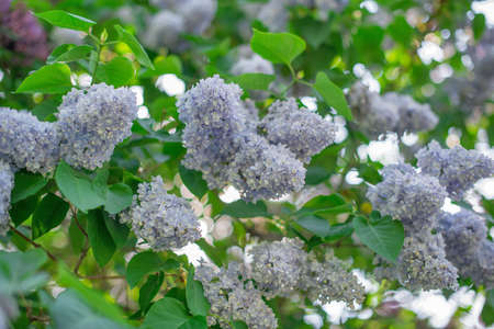 Bush of lilac blossoms against the clear skyの写真素材