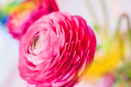 Red tulip with white edging surrounded by other colors and a small creative flare, soft focus and a...