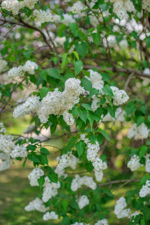 White blooming lilac against the skyの写真素材