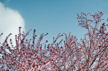 White blooming lilac against the skyの写真素材