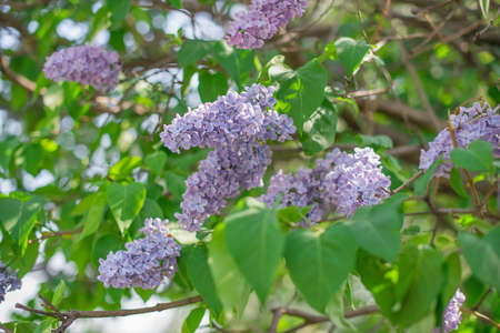 White blooming lilac against the skyの写真素材