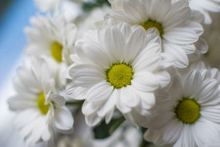 bouquet of white daisies on a blue backgroundの写真素材