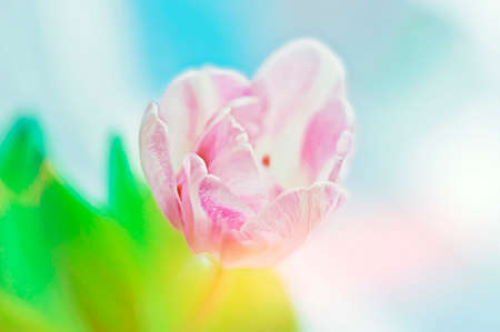 A bouquet of white daisies in a vase on the kitchen table against the background of a window, a refrigerator and stools with a strong blurの写真素材