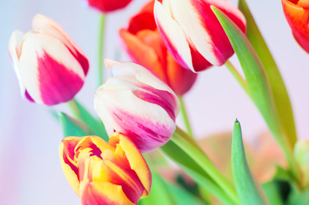 Red tulip with white edging surrounded by other colors of pink and yellow, soft focus and small grainの写真素材