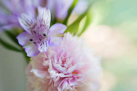 A large pink peony almost uncovered in a vase and an iris against a window with greenery behind glass, with soft focus and strong blurring.の写真素材