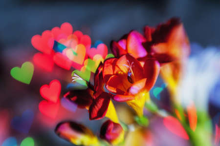 Red freesias creatively shot with blue light and bokeh in the shape of a heart in the background with soft focusの写真素材